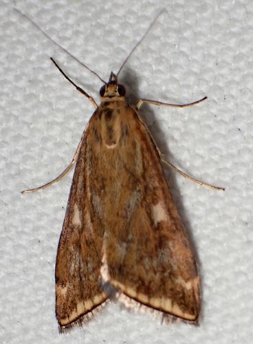 Loxostege sticticalis